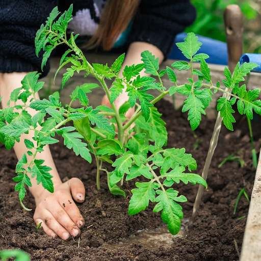 When to Use Epsom Salt for Tomato Plants