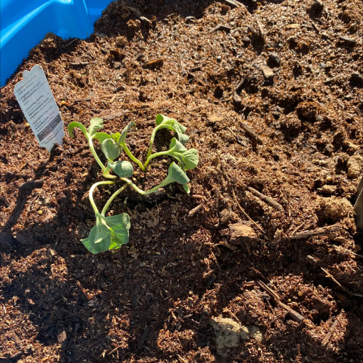 Combining Epsom Salts and Borax for Healthier Watermelon Plants