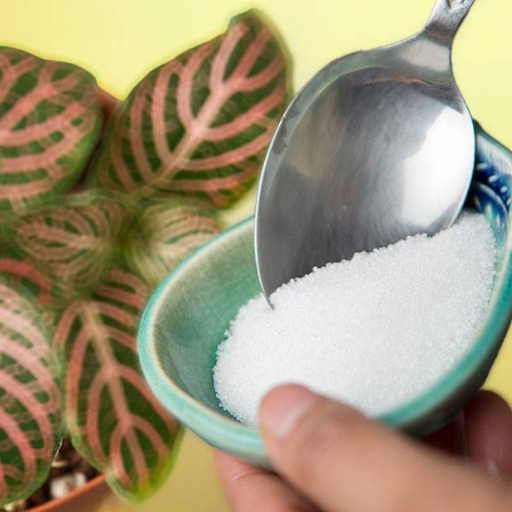 where to buy epsom salt for plants