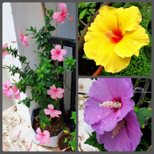 epsom salt for hibiscus plants