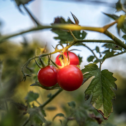 When Should You Apply Epsom Salt to Tomato Plants?