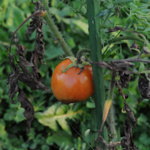 How to Make Your Plant Food with Epsom Salt