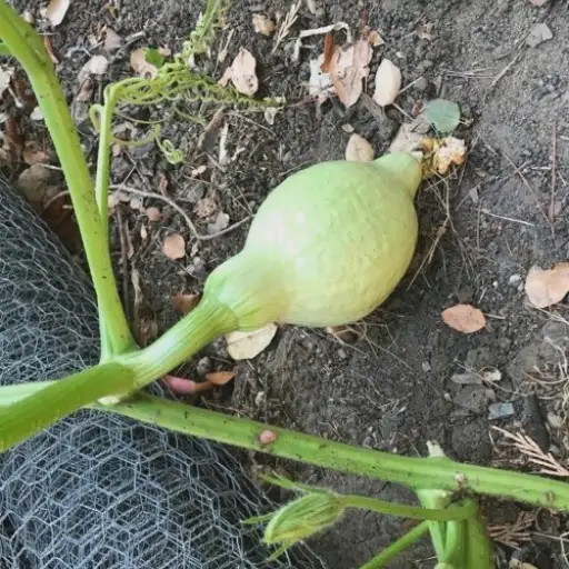 How to Identify Magnesium Deficiency in Zucchini Plants?