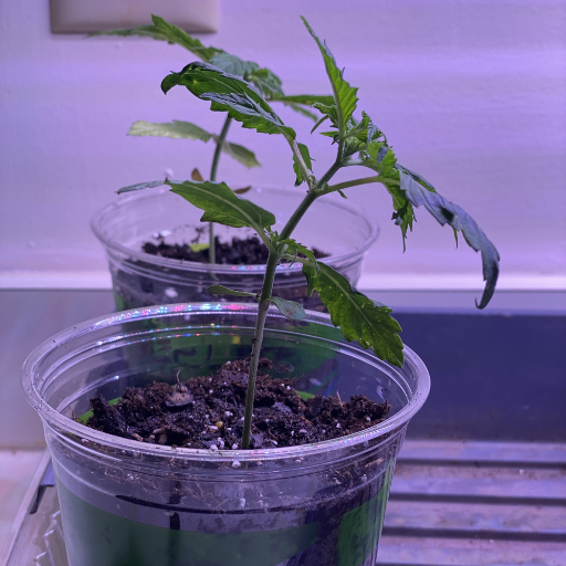 What Are the Common Problems of Nutrient Deficiency in Cannabis Plants?