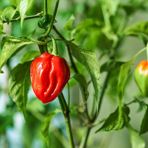 How to Apply Epsom Salt Spray on Pepper Plants