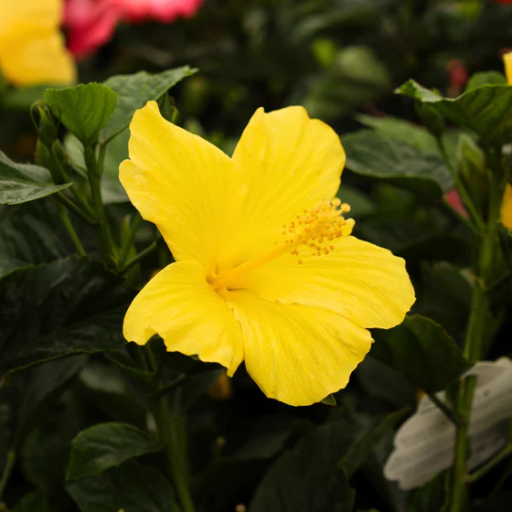 Soil and Water Requirements for Hibiscus Plants