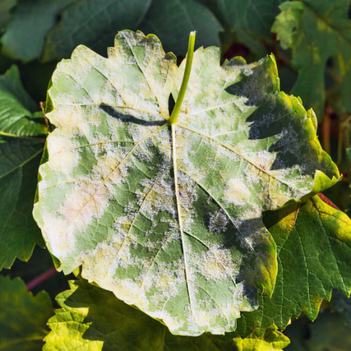 How to use epsom salt and baking soda in your vegetable garden?