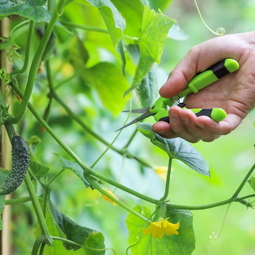 Common Issues with Using Epsom Salt on Cucumber Plants