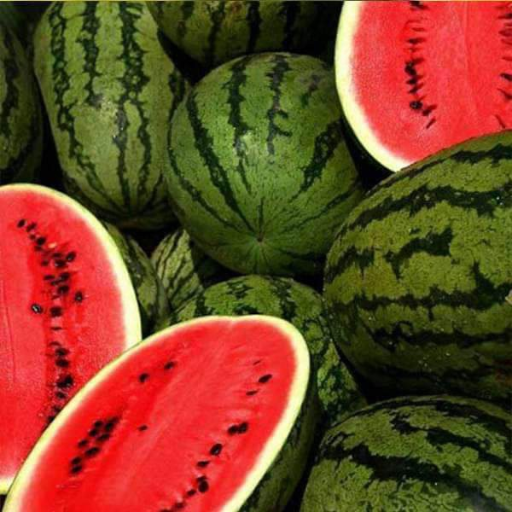 What Are the Signs of Magnesium Deficiency in Watermelon Plants?