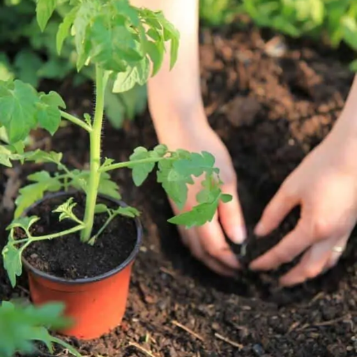 How to Properly Use Epsom Salt in the Garden for Tomatoes