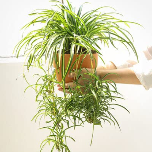 How to Use Epsom Salt for Spider Plants: Best Practices