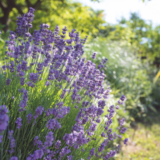 How Much Epsom Salt Should You Use for Different Plants?