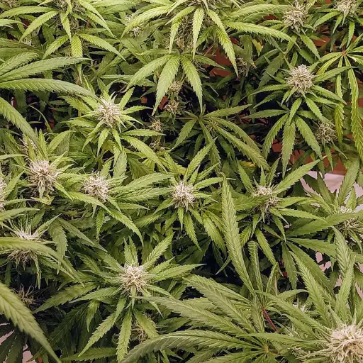 How to Apply Epsom Salt to Your Cannabis Plants?