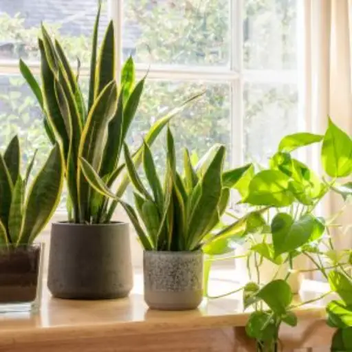 How to Use Epsom Salt for Different Plants