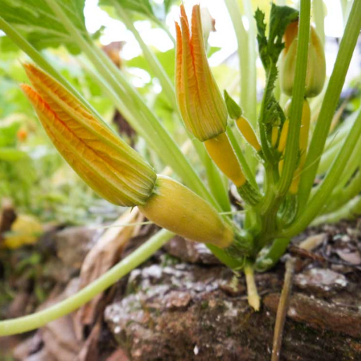 How do I use Epsom salt for zucchini plants and other squash?