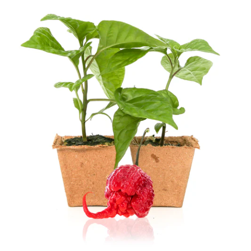 What is Epsom Salt and Why is it Used for Pepper Plants?