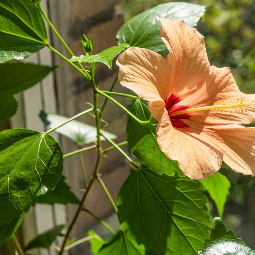 How to Use Epsom Salt on Hibiscus