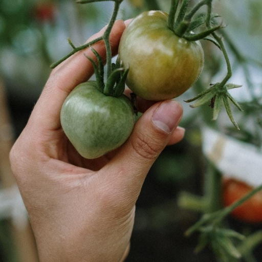 What are the Benefits of epsom salt for tomatoes?