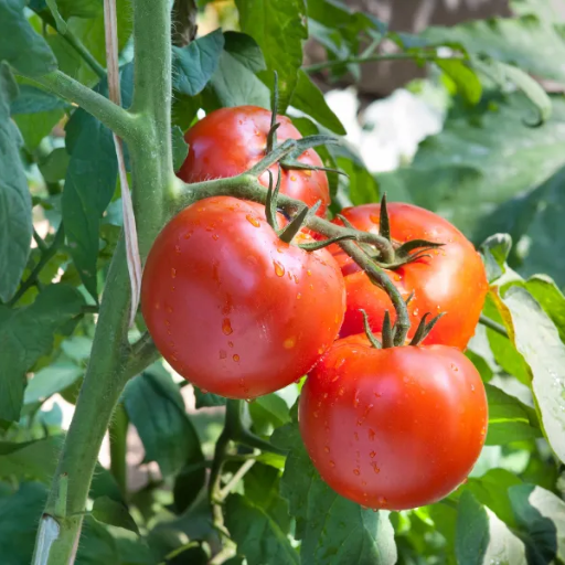 How to Use Epsom Salt for Tomato Plants?