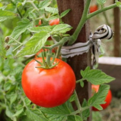 Why Use Epsom Salt for Tomato Plants?