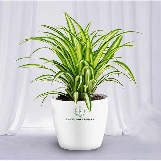 What Is Epsom Salt and How Does It Affect Spider Plants?