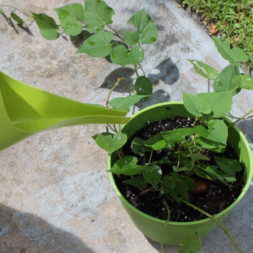 Is Baking Soda Good for Plants?