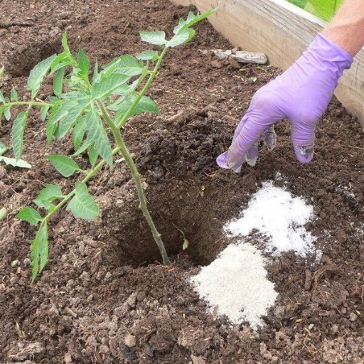 What Are the Benefits of Epsom Salt for Cannabis Plants?