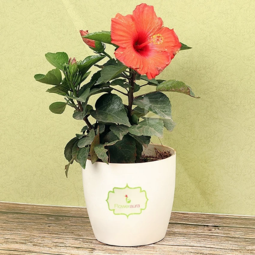 How Does Epsom Salt Benefit Hibiscus?