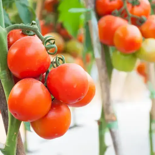 How to Use epsom salt for Tomato Plants?