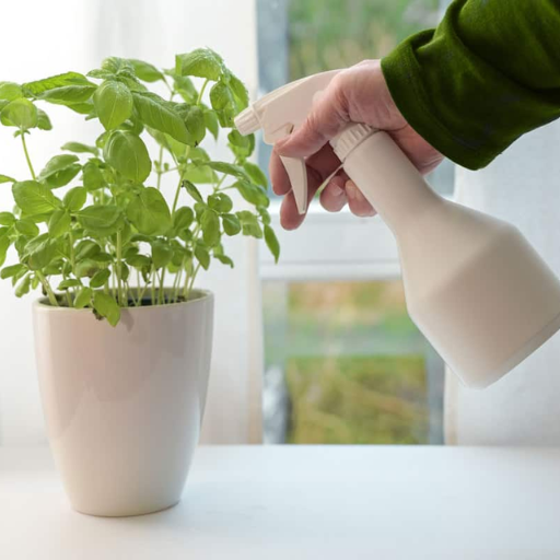 What are the benefits of using epsom salt for indoor plants?