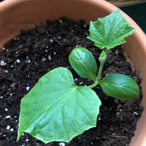 Why Should You Use Epsom Salt on Cucumber Plants?