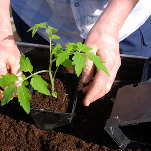 What Are the Benefits of Using epsom salt on Watermelon Plants?