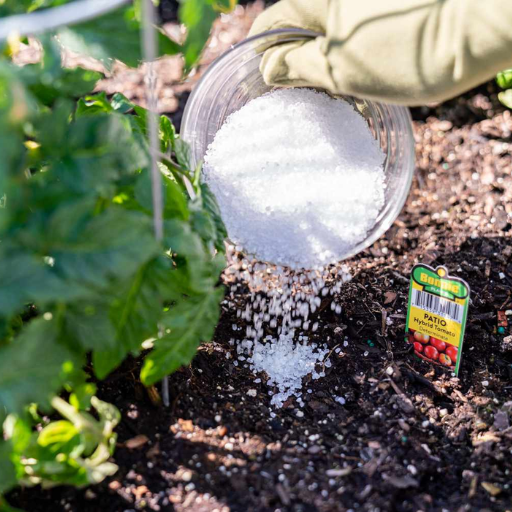 epsom salt in tomato plants