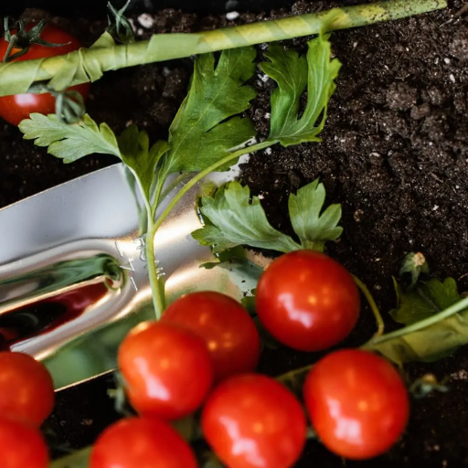 epsom salt good for tomato plants