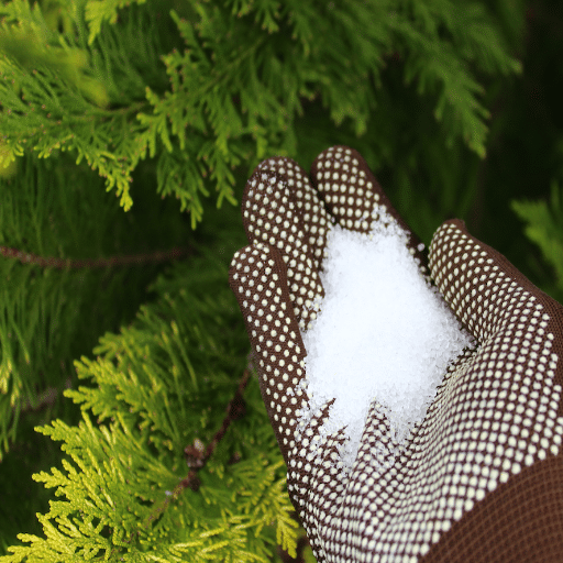 Benefits of Epsom Salt for Your Garden