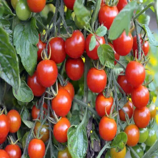 Boost Your Tomato Plants: How to Use Epsom Salt in Your Garden