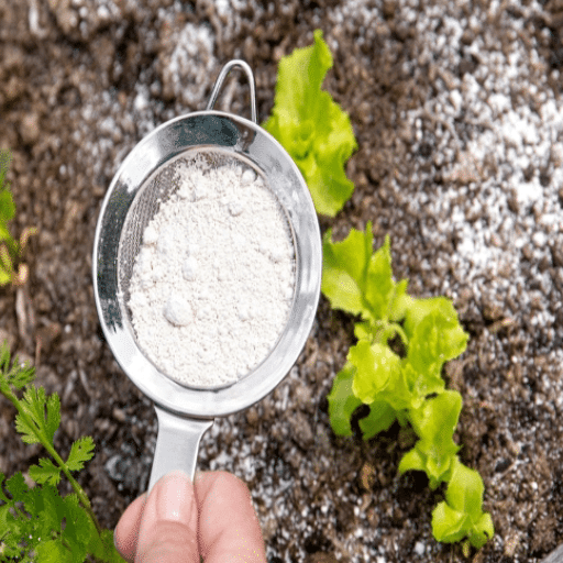 Does Epsom Salt Affect Soil pH?