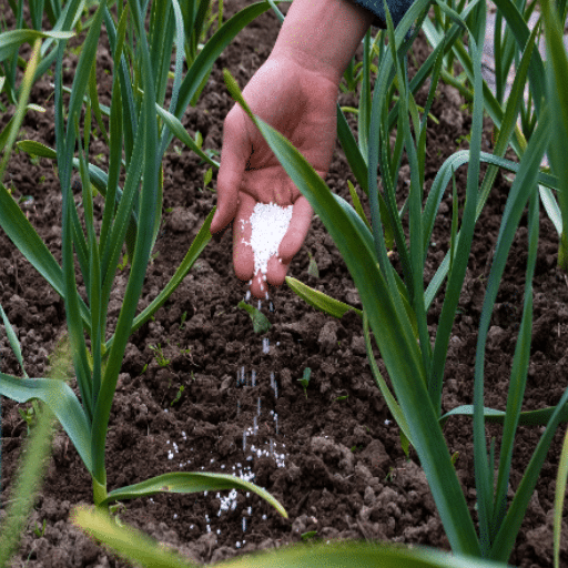 How to Apply Epsom Salt to Your Garden Plants?