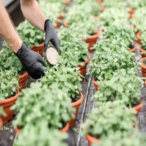 How to Use Epsom Salt for Plants: Benefits and Tips for Your Garden