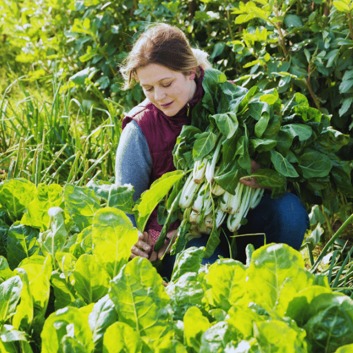 Potassium nitrate fertilizer for leafy greens