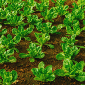 Potassium nitrate fertilizer for leafy greens