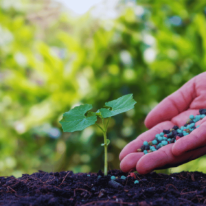 Potassium nitrate fertilizer for leafy greens