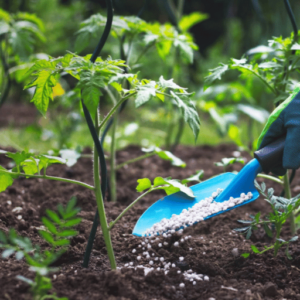 Potassium nitrate for tomato plants 