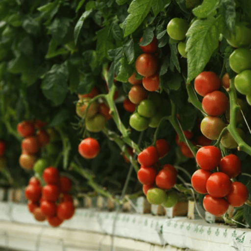 Potassium nitrate for tomato plants