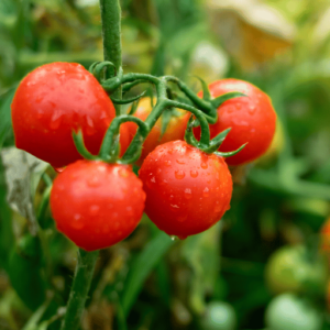 Potassium nitrate for tomato plants 