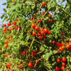 Potassium nitrate for tomato plants 