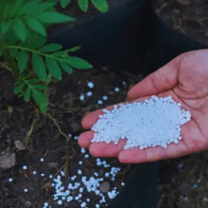 Potassium nitrate vs. urea fertilizer