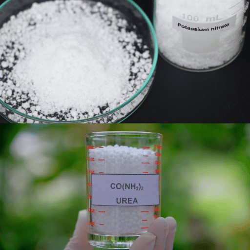 Potassium nitrate vs. urea fertilizer (3)