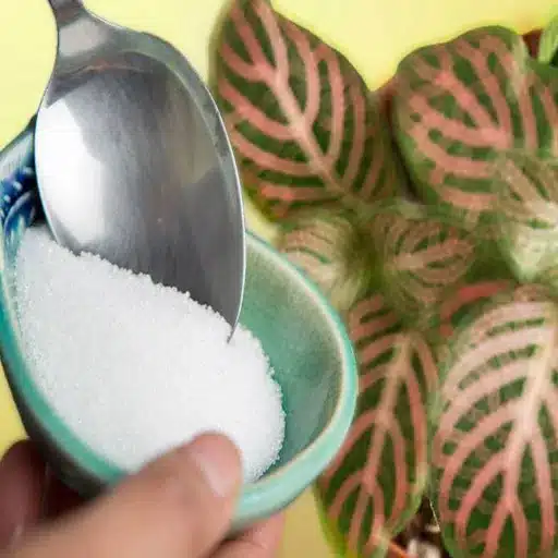 Real-Life Success Stories: Plant Growth with Epsom Salt