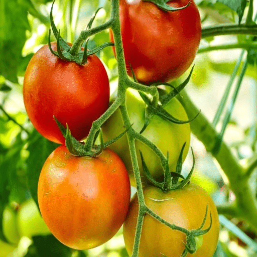 The Science Behind Epsom Salt and Tomato Plants